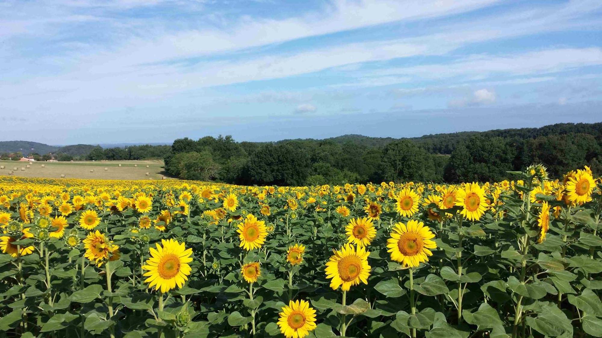 Bed and Breakfast La Douce Dordogne Coux-et-Bigaroque-Mouzens Exterior foto